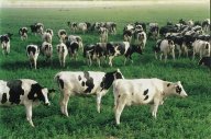 Pastures in Saudi Arabia Click to view high resolution version